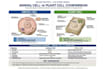 create zoology research summaries ,study notes and presentation