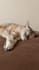 create cute cat photos and videos