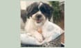 create authentic dog ugc videos for your pet brand