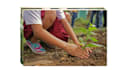 create a personalized vegetable garden planting plan