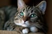 paint stunning pet portrait