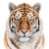 create realistic animal illustration
