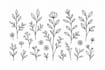 illustrate unique botanical art inspired by nature