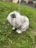 write about animal care and pet vlogs