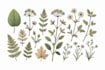 make unique botanical art inspired by nature