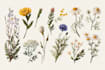 draw custom botanical illustrations