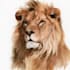 create realistic animal illustration