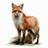 create realistic animal illustration
