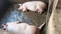 profitable piggery business plan and feasibility study