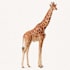 draw detail animal illustration