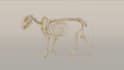 create realistic 3d animal animation, cgi creatures, fur, and character models