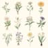 design custom botanical illustrations for flowers and plants