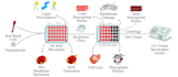 design graphical abstract and scientific illustrations for you