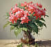 hand paint botanical illustrations