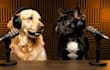 create ai talking dog videos with realistic lip sync