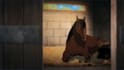 create 2d music video animation, 2d animation video, character animation