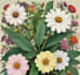 hand paint botanical illustrations