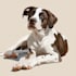 draw custom pet portrait in pop art style