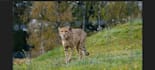 create realistic 3d animal animation, 3d xgen zbrush model, 3d model