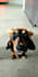 create authentic pet ugc video featuring my mini dachshund