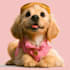 paint stunning pet portrait