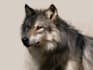 create realistic animal illustration