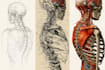 draw anatomy and medical vector illustration