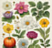 hand paint botanical illustrations