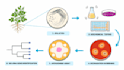 design scientific figures and graphical abstracts for you