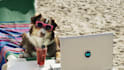 make a funny video commercial with a dog at the beach