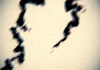 create a trail of splattered ink or blood leading to your text