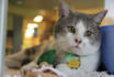 do guest post on pets blog