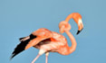 perform adobe photoshop photo image editing