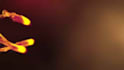 create an eyecatching particles smoke fire intro,outro 3d