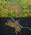 create custom fantasy maps