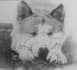 draw a portrait of your pet