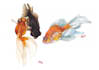 draw realistic animal illustration