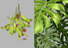 draw plant, botanical illustration