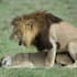 tailor itineraries and offer cheap tours to the east africa