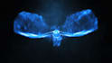create a bird phoenix intro animation with your logo, reveal