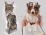 do custom pet portrait, dog portrait, cat portrait drawing
