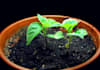 photoshop/edit five pictures