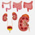 do professional medical, anatomy and scientific illustration
