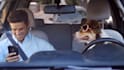 create this funny driving dog video ad for your business