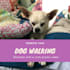 customize this video to promote your pet business