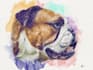 do a custom pet portrait, dog portrait, cat portrait