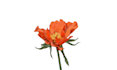 draw flowers or plants illustration for you