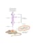 design medical, scientific illustration, figures, and diagrams