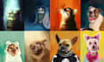do a custom pet portrait, dog portrait, cat portrait