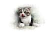 draw realistic portrait cat , dog , animal or any pets in watercolor